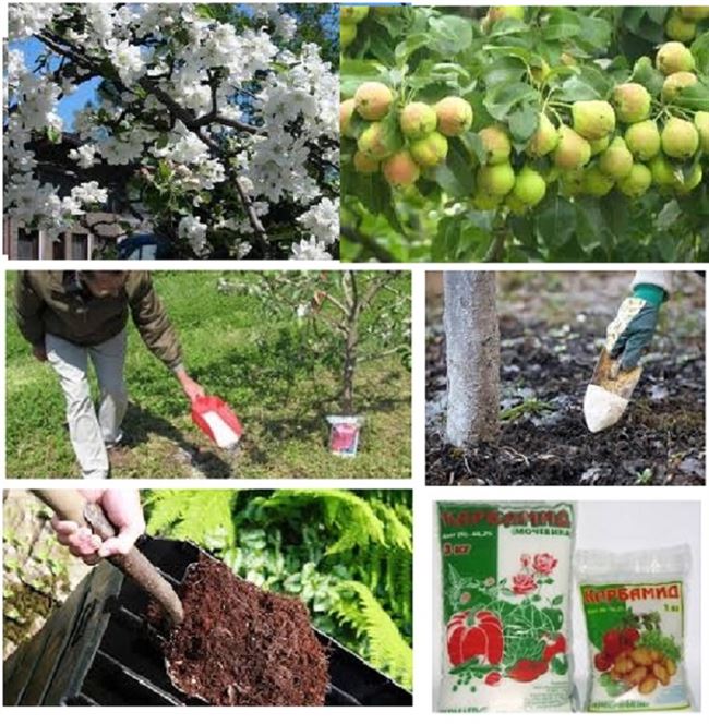 Какие народные средства можно использовать, чтобы подкормить яблони в июне
