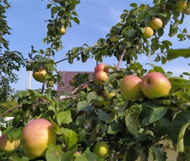 Описание сорта яблони Афродита