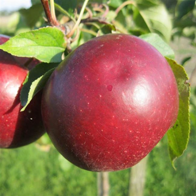 Яблоня Белорусское сладкое: характеристики