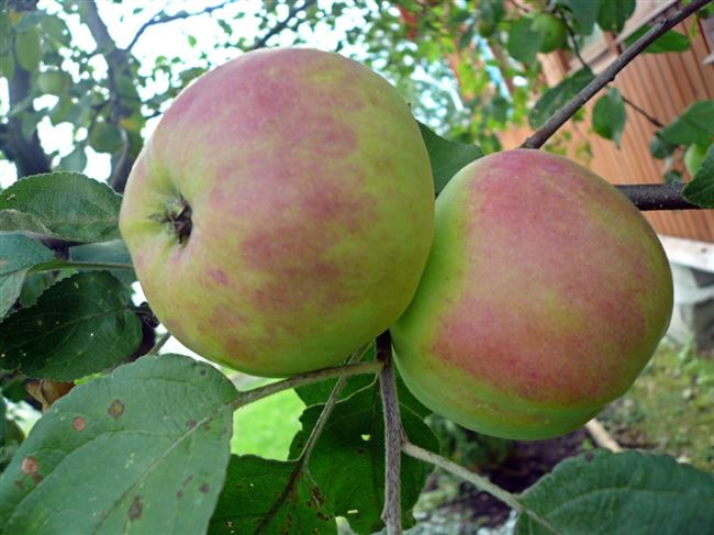Описание яблок 