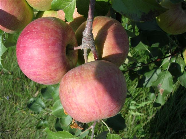 Описание сорта яблони Брянское