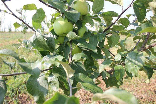 Основные характеристики Брянских Золотистых яблонь