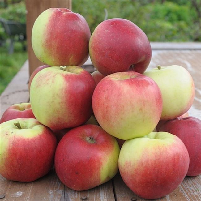 Видео: удобрение яблони