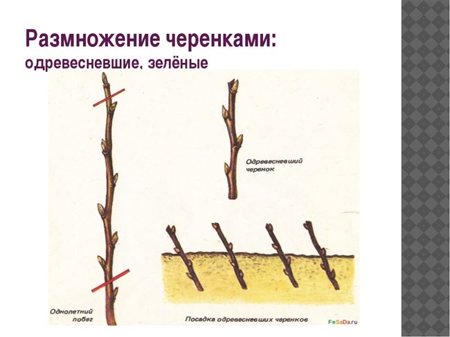 Размножение яблонь одревесневшими черенками