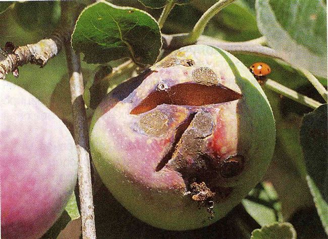 Болезни и вредители яблонь