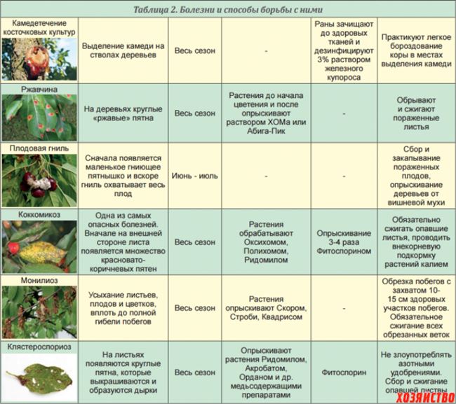 Таблица: меры профилактики болезней и вредителей яблони