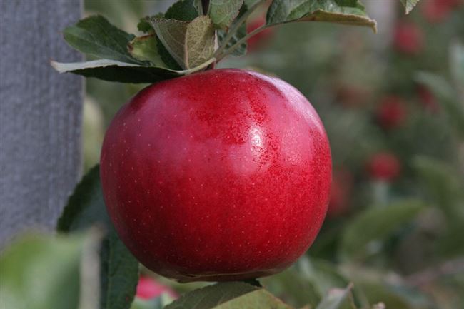 Вредители яблони Гала