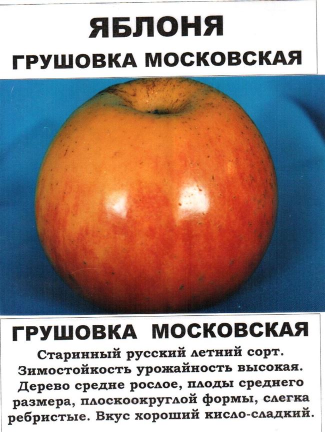 Описание яблок