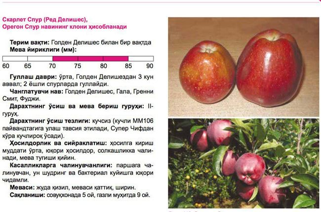 Описание сорта яблони Делишес спур