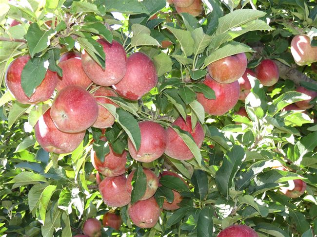 Основные характеристики яблони Джонатан и описание сорта