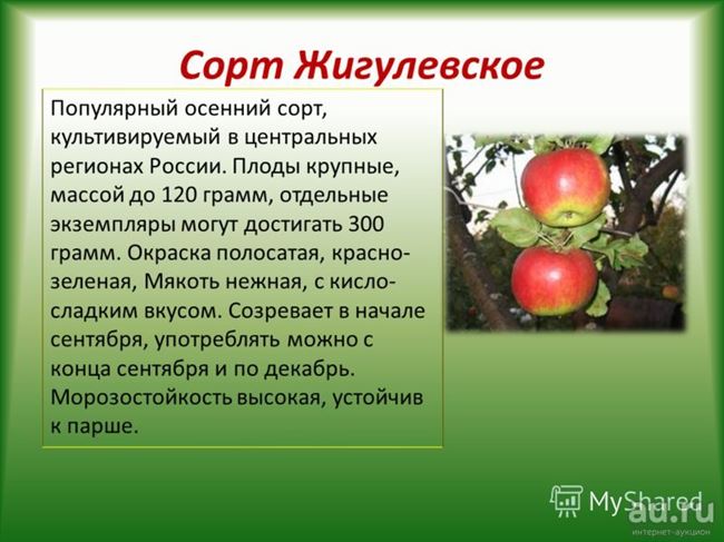 Описание и характеристика яблони Жигулевское