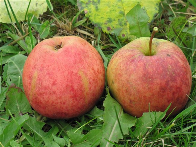 Яблоки: цвет, размер и вес