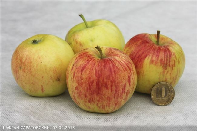 Описание сорта яблони Шафран
