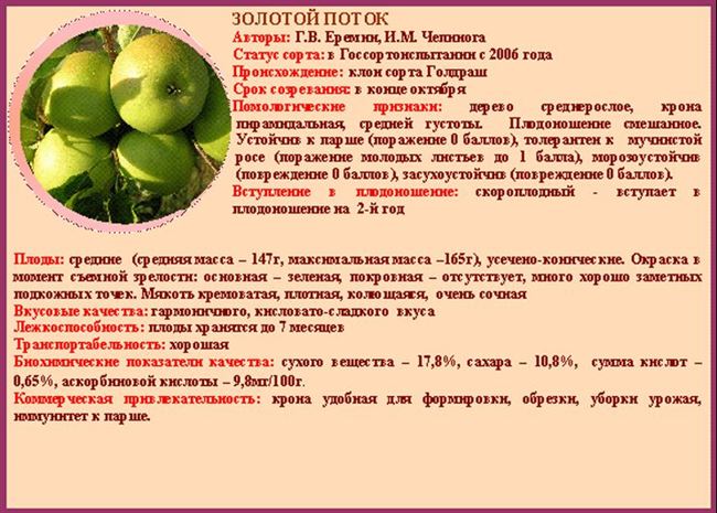 Выбор сорта яблок для длительного хранения в свежем виде