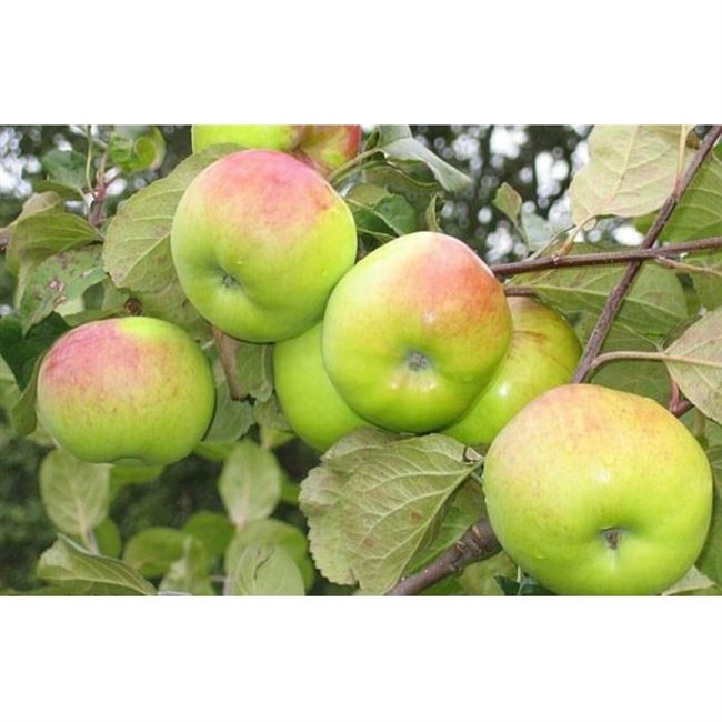 Яблоки: цвет, размер, вес