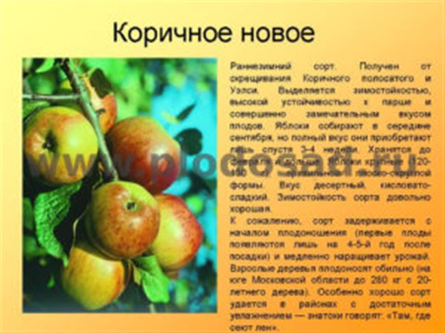 Общее описание дерева