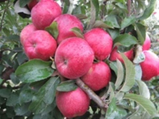 Сорт яблони Кубанское багряное. Описание, фото, отзывы