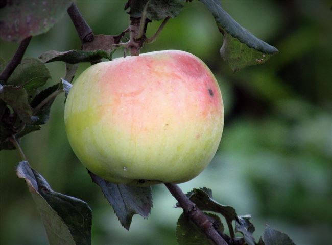 Описание, фото осенних сортов яблонь, мои отзывы