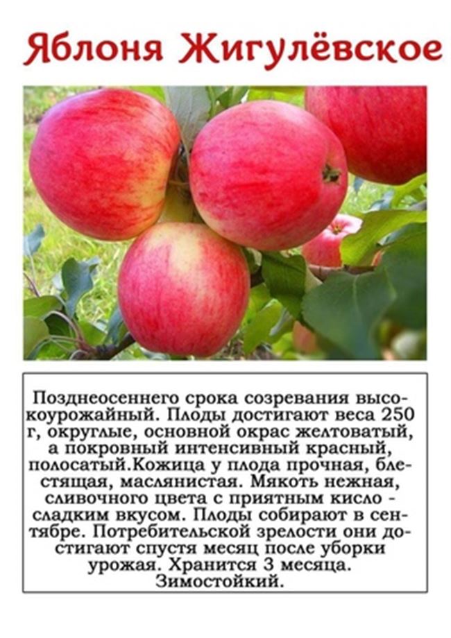 Описание лучших сортов яблонь