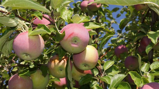 Как посадить северную яблоньку правильно