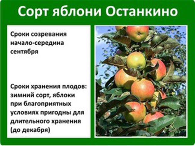 Размножение колоновидной яблони