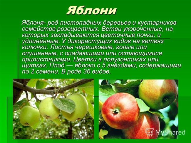 Основные характеристики и описание сорта яблони Летнее полосатое, подвиды и их распространение в регионах