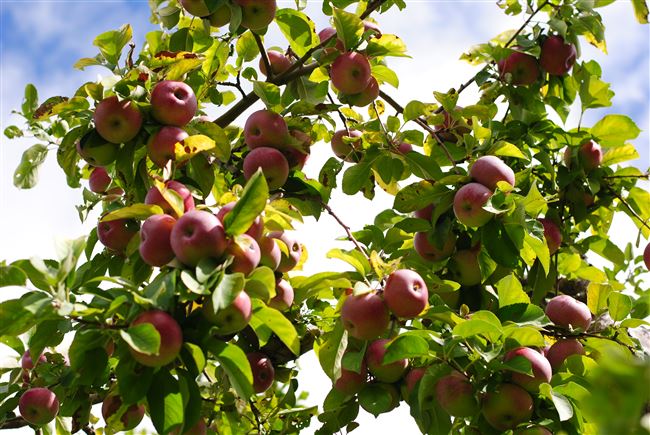 Сорт яблони Лобо – описание и фото, морозостойкость, отзывы