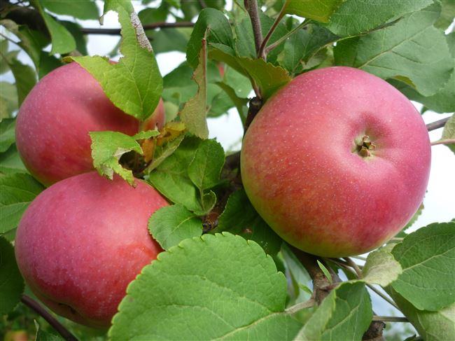 Описание сорта яблони Марат Бусурин
