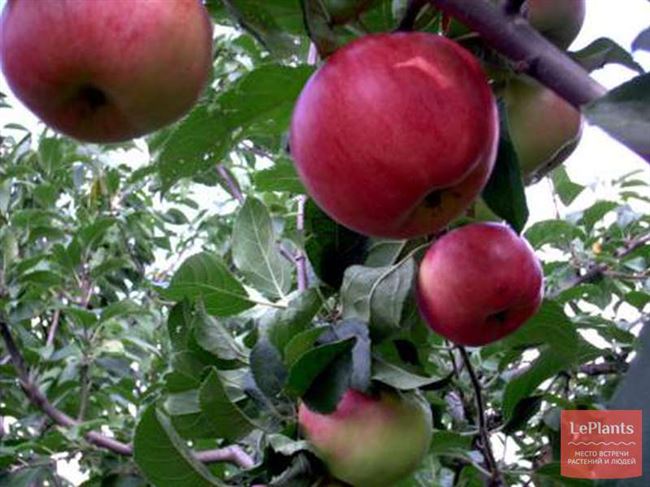 Описание сорта яблони Маяк Загорья