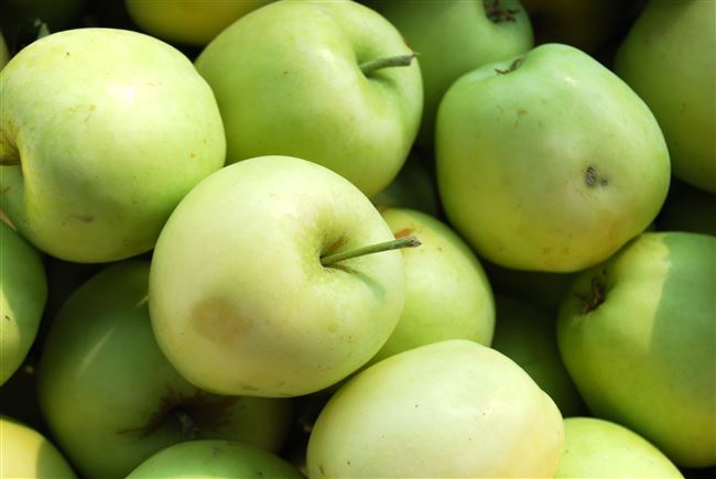 Когда и как собирать яблоки зимних сортов на хранение