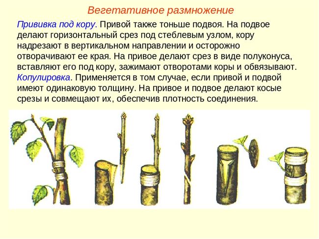 Размножение методом черенкования и укоренение в картофеле