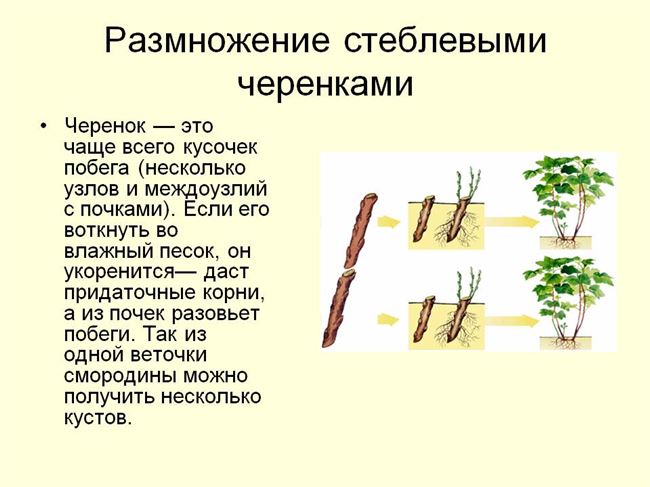 Размножение черенкованием