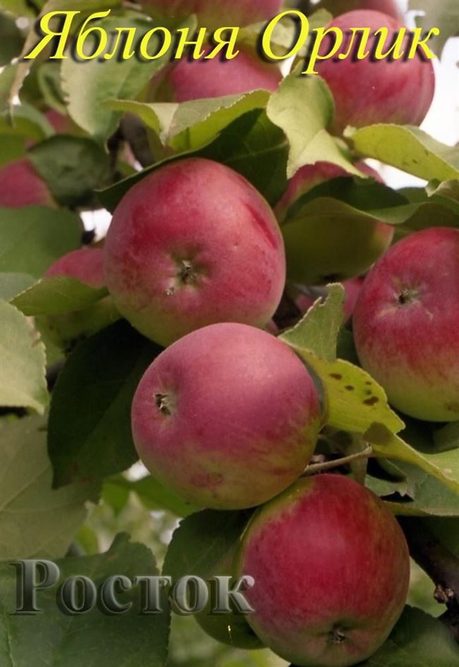 Сорт яблонь орлик с фото и описанием