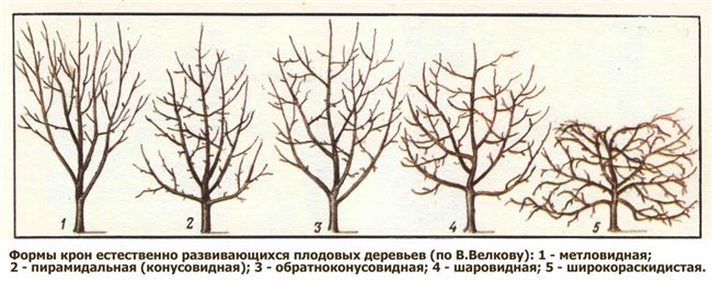 Формирование кроны и обрезка