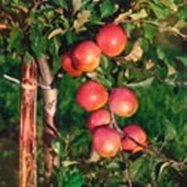 Видео: Побелка яблонь осенью