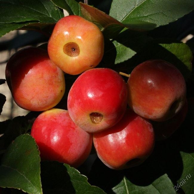 Описание сорта яблони Пальметта