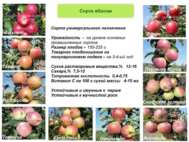 Размножение яблони и ее урожайность