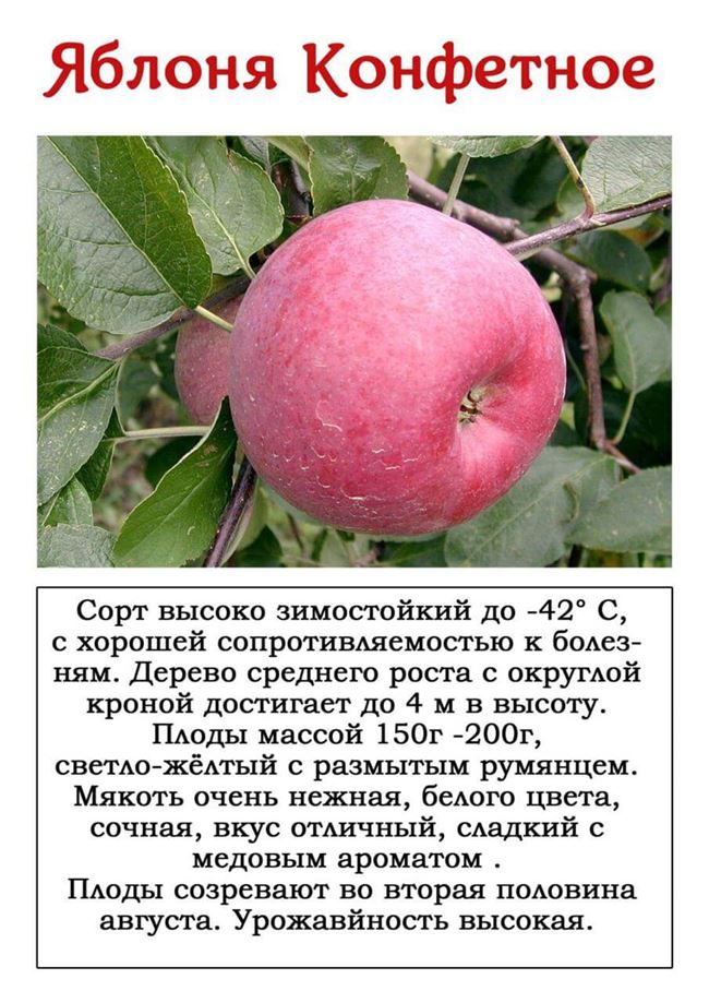 Преимущества и недостатки, характеристики и описание сорта яблони Красная горка