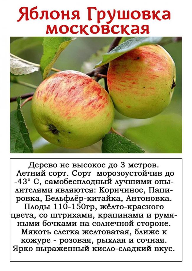 Отзывы о яблоне