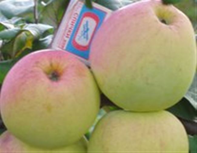 Яблоня Подснежник – описание, характеристики, особенности сорта