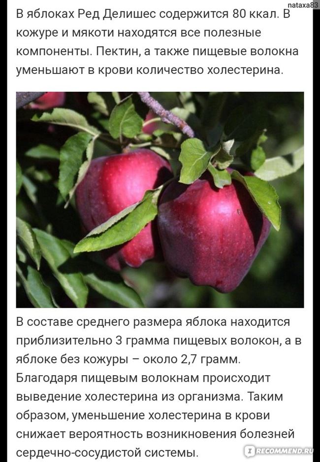 Посадка саженцев яблони Рэд Делишес