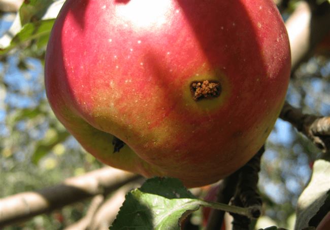  Преимущества и недостатки сорта яблони