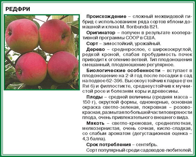 Ботаническое описание яблони 