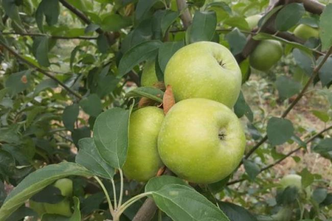 Фотогалерея: вероятные вредители яблони