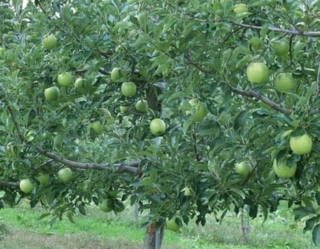 Пошаговая инструкция посадки яблони