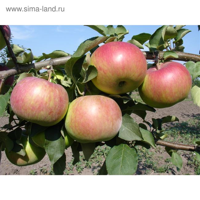 Урожайность, хранение яблок