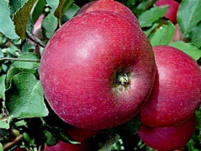 Товарные и потребительские качества яблок