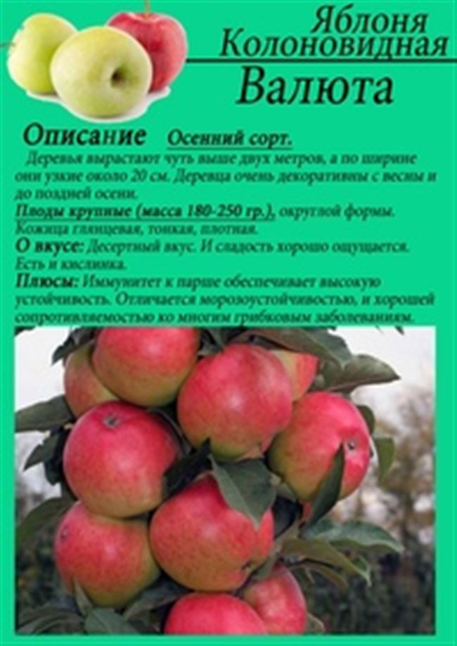Сорта яблонь, фото с названием и описанием, яблоня медуница, уэлси, колоновидная, посадка и уход