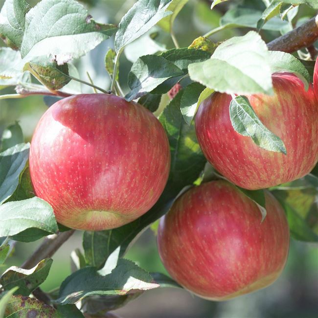 Характеристики яблони Скала