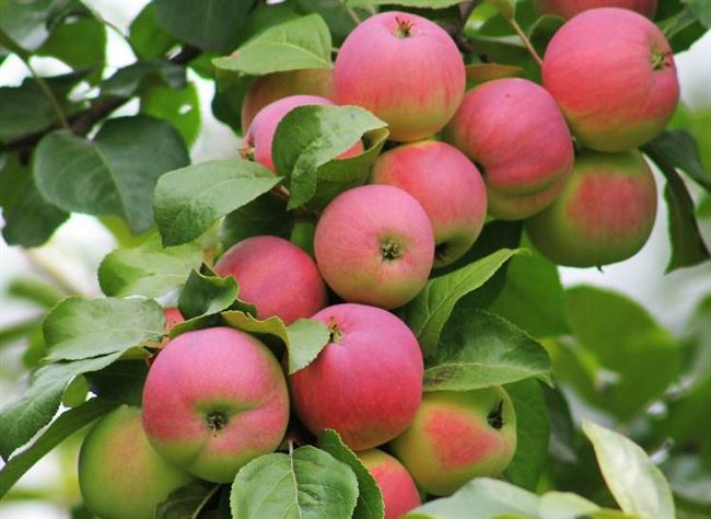 Урожайность и хранение яблок
